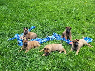 Belgian Malinois X puppies in Kildare