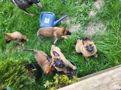 Belgian Malinois X puppies in Kildare