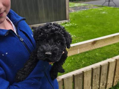 IKC Registered Kerry Blue Terrier Puppies – only 1 Boy Available €950
