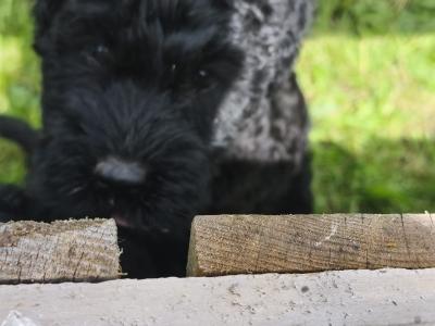 IKC Registered Kerry Blue Terrier Puppies – only 1 Boy Available €950
