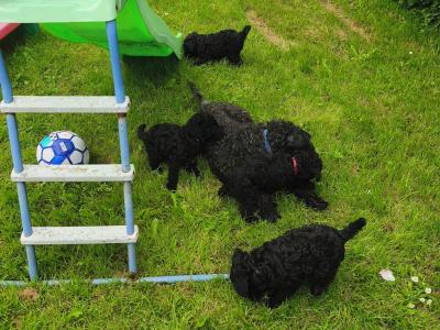 IKC Registered Kerry Blue Terrier Puppies – only 1 Boy Available €950