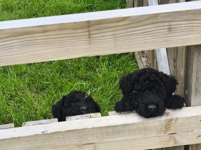 IKC Registered Kerry Blue Terrier Puppies – only 1 Boy Available €950