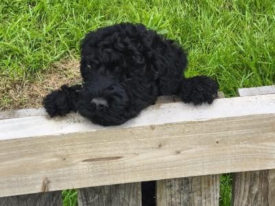 IKC Registered Kerry Blue Terrier Puppies – only 1 Boy Available €950