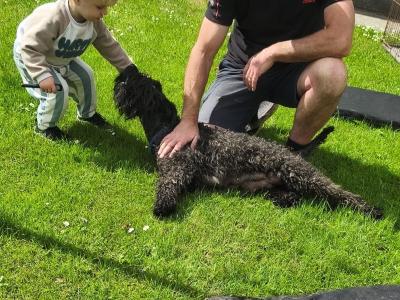 IKC Registered Kerry Blue Terrier Puppies – only 1 Boy Available €950