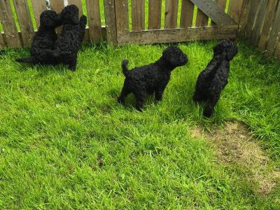 IKC Registered Kerry Blue Terrier Puppies – only 1 Boy Available €950