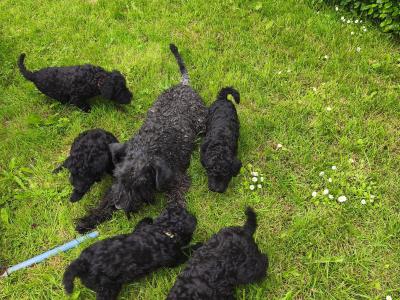 IKC Registered Kerry Blue Terrier Puppies – only 1 Boy Available €950
