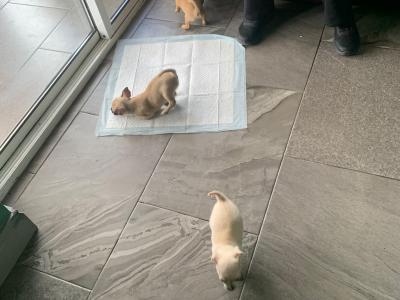 Beautiful Chihuahua puppies