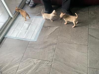 Beautiful Chihuahua puppies