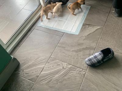 Beautiful Chihuahua puppies