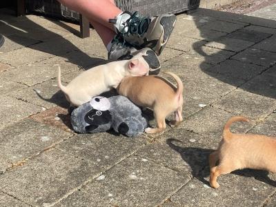 Beautiful Chihuahua puppies