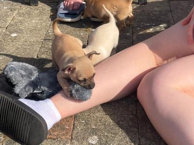 Beautiful Chihuahua puppies