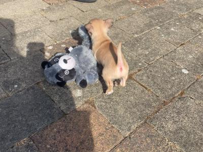 Beautiful Chihuahua puppies