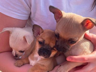 Beautiful Chihuahua puppies