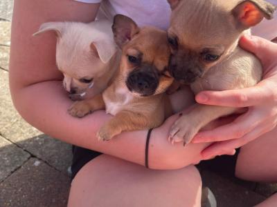 Beautiful Chihuahua puppies