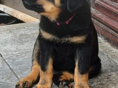 **One girl left** Rottweiler pup in Carlow
