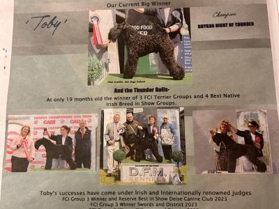 IKC Registered Kerry Blue Terrier Puppies – only 1 Boy Available €950