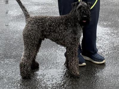 IKC Registered Kerry Blue Terrier Puppies – only 1 Boy Available €950