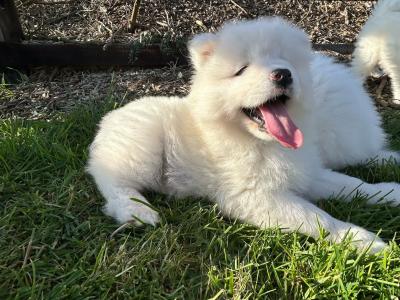 Pedigree IKC Registered Samoyed puppies