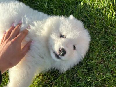 Pedigree IKC Registered Samoyed puppies