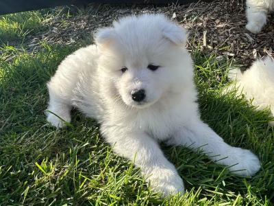 Pedigree IKC Registered Samoyed puppies in Waterford