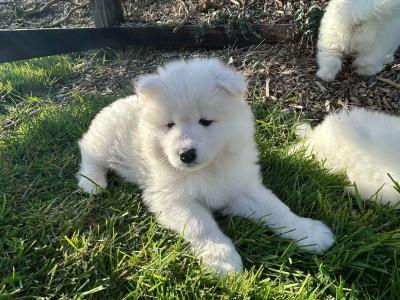 Pedigree IKC Registered Samoyed puppies