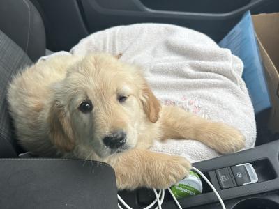 Female Golden Retriever pup for sale