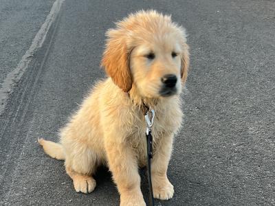 Female Golden Retriever pup for sale