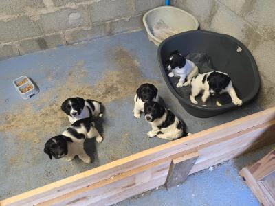 Springer Spaniel puppies - 5 beautiful Black & Whites - in Limerick