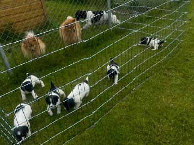 Springer Spaniel puppies - 5 beautiful Black & Whites - in Limerick