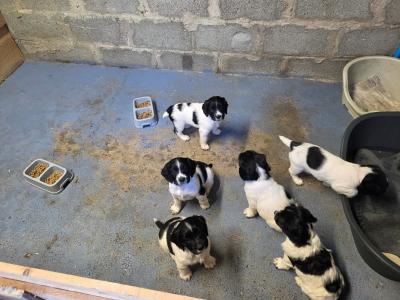 Springer Spaniel puppies - 5 beautiful Black & Whites - in Limerick