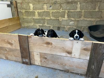 Springer Spaniel puppies - 5 beautiful Black & Whites - in Limerick