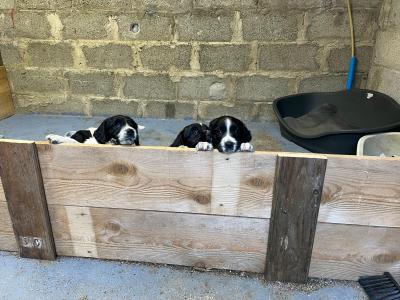 Springer Spaniel puppies - 5 beautiful Black & Whites - in Limerick