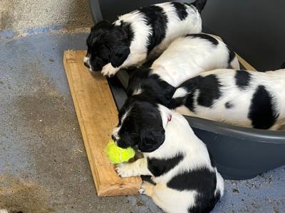 Springer Spaniel puppies - 5 beautiful Black & Whites - in Limerick