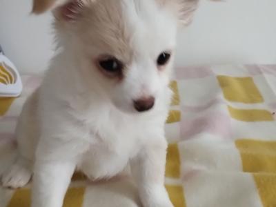 Pomchy puppies (Pomeranian x Chihuahua) in Tipperary