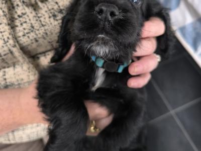 5 purebred Cocker Spaniel puppies in Clare