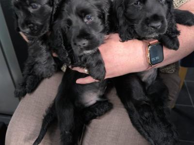 5 purebred Cocker Spaniel puppies in Clare