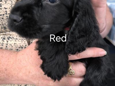 5 purebred Cocker Spaniel puppies in Clare