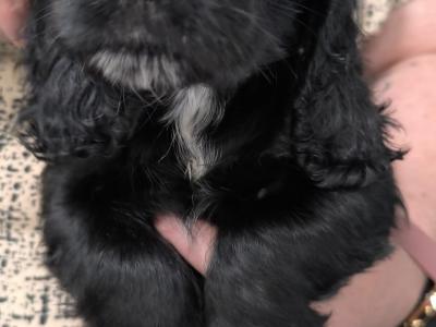 5 purebred Cocker Spaniel puppies in Clare