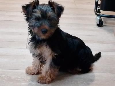 female Yorkshire Terrier puppies for sale in Co. Louth