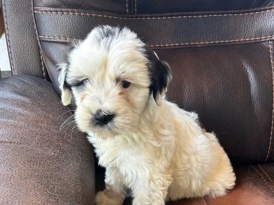 Tibetan Terrier pups for sale in Wexford
