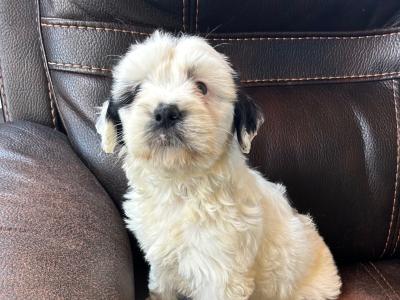 Tibetan Terrier pups for sale in Wexford