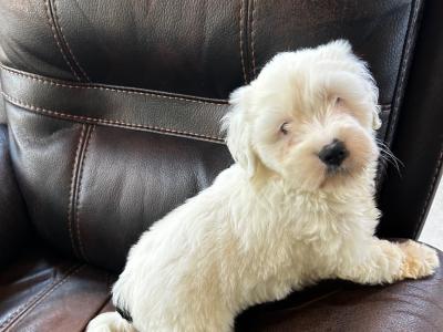 Tibetan Terrier pups for sale in Wexford