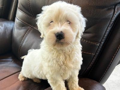 Tibetan Terrier pups for sale in Wexford