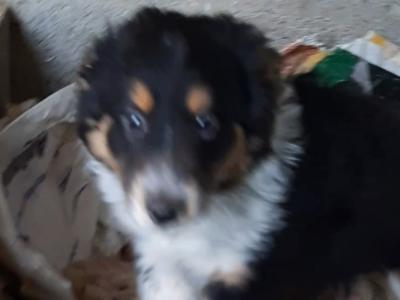 Border Collie puppies in Cork