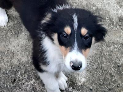 Border Collie puppies in Cork