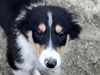 Border Collie puppies in Cork