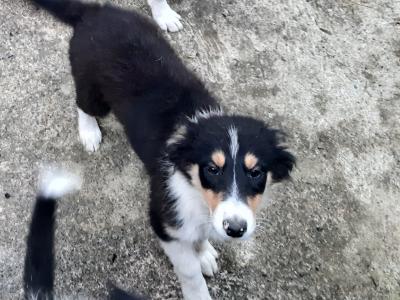 Border Collie puppies in Cork