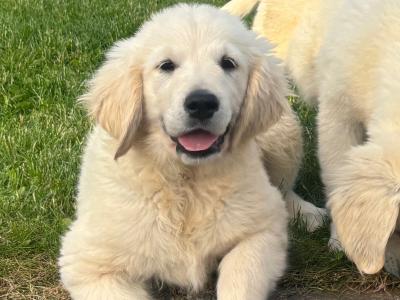 IKC Registered Golden Retriever puppies in Tipperary