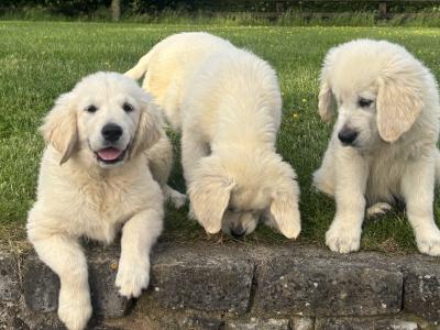 IKC Registered Golden Retriever puppies in Tipperary