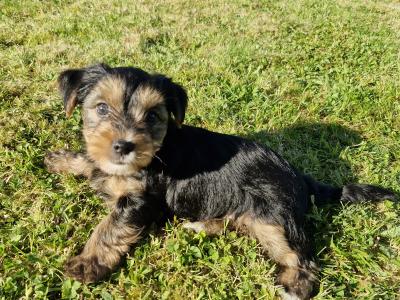 Yorkshire Terriers puppies
